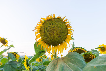 Sunflower in field