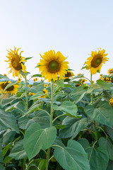 Beautiful sunflowers in the field