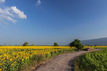 landscape with a field of sunflowers, a dirt road and a tree
