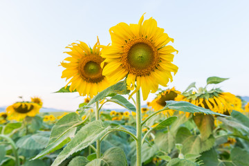 Beautiful sunflowers in the field