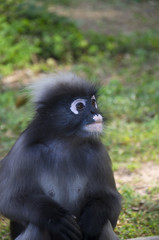 Dusky leaf monkey
