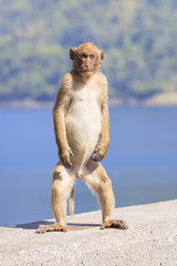 Naklejka premium full body of young male natural wild Rhesus macaque monkey stand