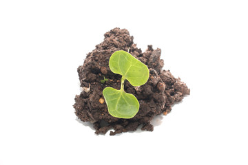 soil with green seedling isolated on a white background