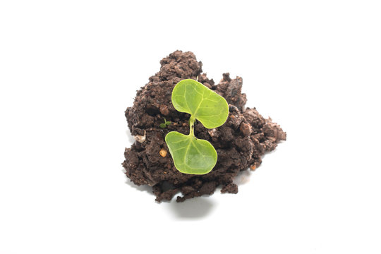 soil with green seedling isolated on a white background