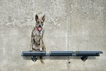 Hund