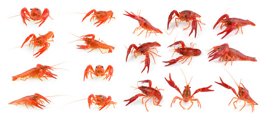 Shrimps Crayfish