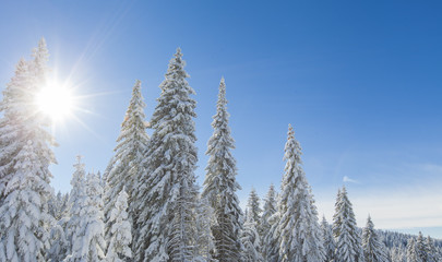 Mountain forest under the snow in winter