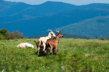 Fototapeta premium Couple de chèvres contemplant le paysage