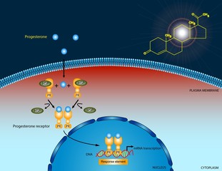 Progesterone signaling pathway
