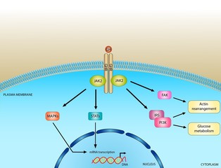 Growth hormone pathway