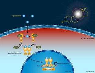 Estradiol signaling pathway © meletver