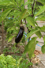Aubergine