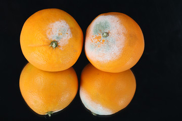 Schimmlige Orangen