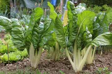 Obraz premium Blettes