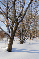 Winter landscape, snow-covered bare trees