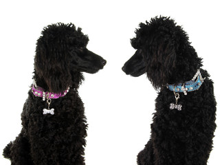 Two black poodles, staring lovingly at each other.
