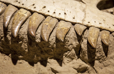 Dinosaur fossil