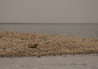 Grey Seal Pup on Beach