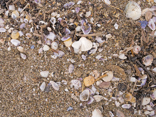 Beach detail - sand, shells etc, shoreline