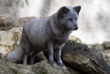 Polarfuchs