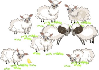 Flock of sheep and two ram