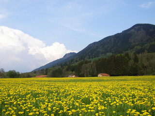 Dandelion field in the Alps