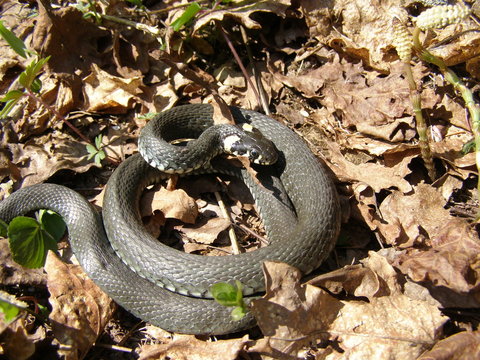 Coiled up grass snake