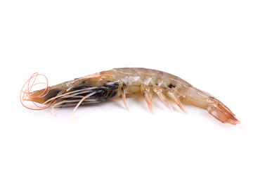 Fresh Shrimp