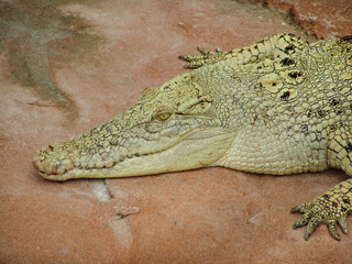 weißes Krokodil