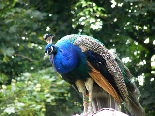 Sitting peacock