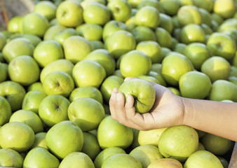 Green apples in the market