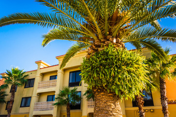 Fototapeta na wymiar Palm tree and hotel in Vilano Beach, Florida.