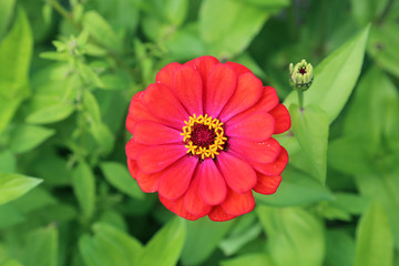 Fleur