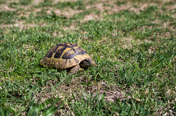 A small turtle on the grass