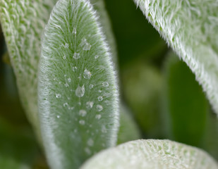 Goutte d eau sur feuille