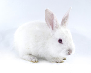 pretty rabbit