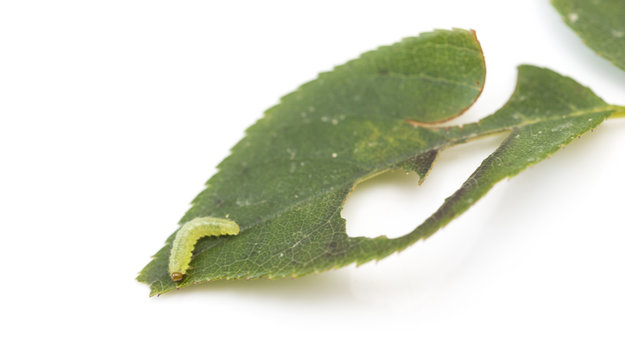 green caterpillar on a leaf