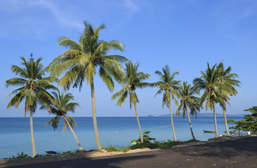 Fototapeta na wymiar Palm trees in tropical beach