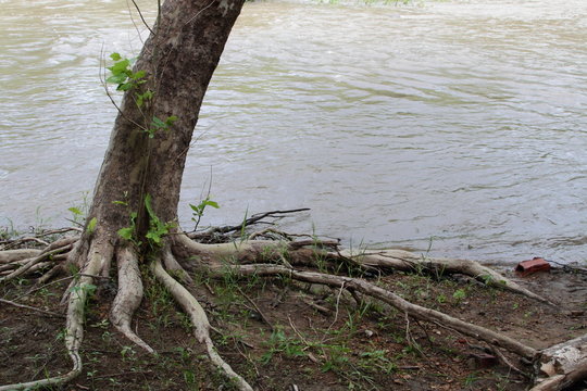 Bare Roots Of A Tree Growing Along The River