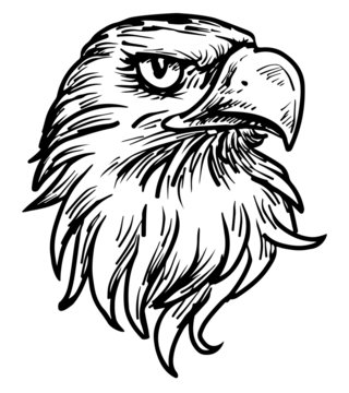 hand drawn eagle head