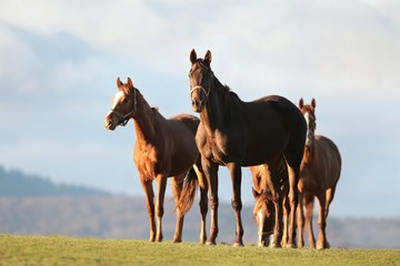 Horses in the morning on the background of dark clouds