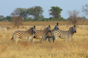 Fototapeta na wymiar Zebras im Okavango Delta
