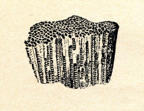Favosites (honeycomb coral) - extinct form of coral