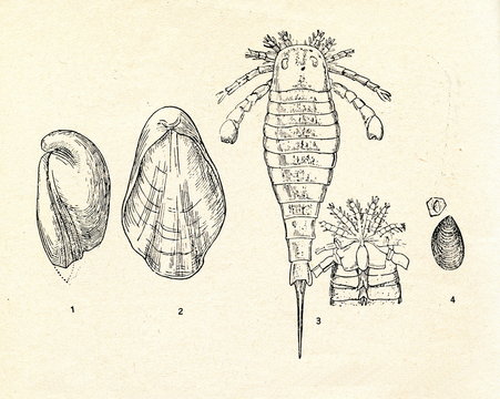 Borealis borealis1 et estonus2, Eurypterus fisheri3, lingula4