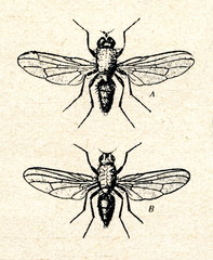 Onion fly (Delia antiqua)