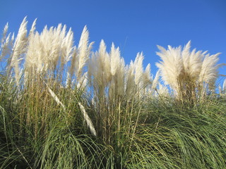 esparto grass (Stipa tenacissima)