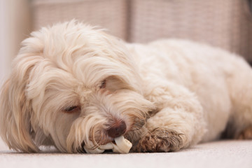 Naklejka na ściany i meble Havanese dog with a bone