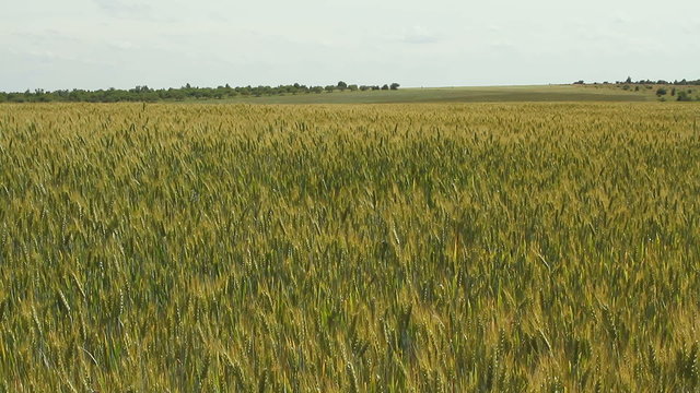 field of wheats