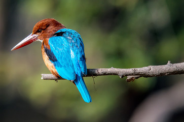 blue Kingfisher bird, on a branch, beak left