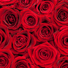 red roses